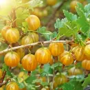 Крыжовник Английский желтый № 2