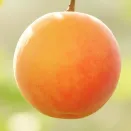 Шарафуга (гибрид сливы, нектарина, абрикоса) Белла Голд № 1