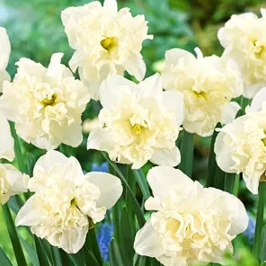 Нарцисс сплит-корона Чантез