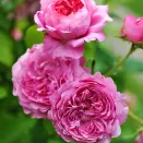 Роза шраб с ароматом ягод Шанталь Мерье № 1