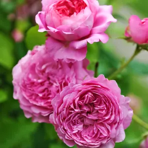 Роза шраб с ароматом ягод Шанталь Мерье