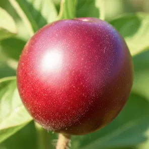 Черрикос (гибрид алычи и абрикоса черного)