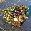 Очиток (седум) васильковый Розентепич № 2