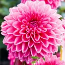 Георгина шаровидная Сандра № 1