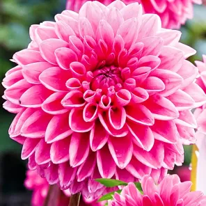 Георгина шаровидная Сандра