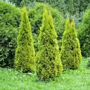 Туя западная Голден Смарагд № 1