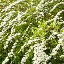 Спирея серая Грефшейм № 2