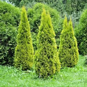 Туя западная Голден Смарагд