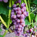 Виноград Кишмиш для севера Эйнсет Сидлис № 1