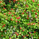 Кизильник гибридный Корал Бьюти № 2