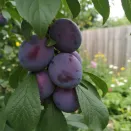 Слива колоновидная самоплодная Фортуна № 2