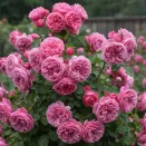 Роза флорибунда Леонардо да Винчи № 1