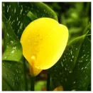 Калла Саншайн № 1