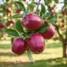 Яблоня Ред Чиф № 2