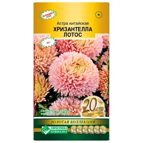 Астра китайская Хризантелла Лотос Евросемена