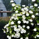 Клематис Мария Качинская № 2