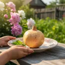 Гранат комнатный Денте ди Кавалло № 2