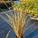 Осока петри Милк Чоколейт № 2