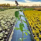 Буддлея Давида Баттерфляй Канди Литтл Пурпл № 3