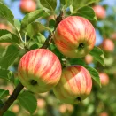 Яблоня Карнавал № 1