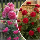 Сверхвыгода! Комплект канадских роз "Королевы Севера" из 3 сортов № 1