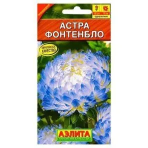 Астра пионовидная Фонтенбло Аэлита