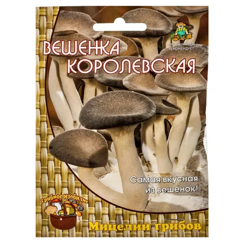 Вешенка Королевская Поиск