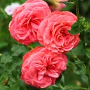 Роза флорибунда для жары и засухи Шакенборг № 1