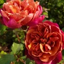 Роза чайно-гибридная миниатюрная Ча Ча № 1