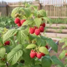 Малина крупноплодная малошипная Акварель № 1