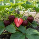 Земляника крупноплодная темная Бейхан, 5 саж. № 2