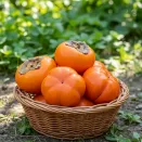 Хурма инжирная Фуйю (Ромашка) № 2