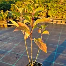 Гортензия метельчатая многоцветная Граффити № 2