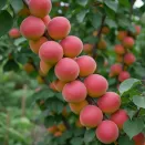 Абрикос Северное сияние № 1