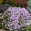 Флокс шиловидный Кэнди Страйпс № 2