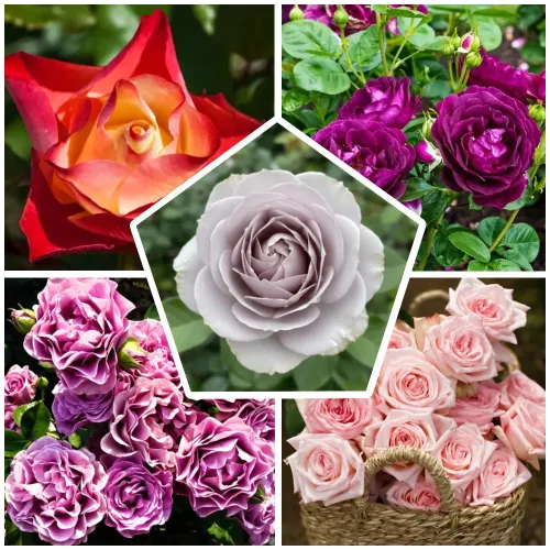 Сверхвыгода! Комплект эксклюзивных роз "ТОП-5 мировой селекции" из 5 сортов