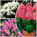 Сверхвыгода! Комплект ультраморозостойких гортензий "Арктическое трио" из 3 сортов № 1