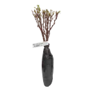 Барбарис Тунберга Голдалита № 3