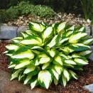 Хоста Колор Фестиваль № 1