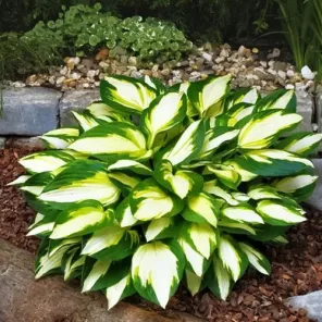 Хоста Колор Фестиваль