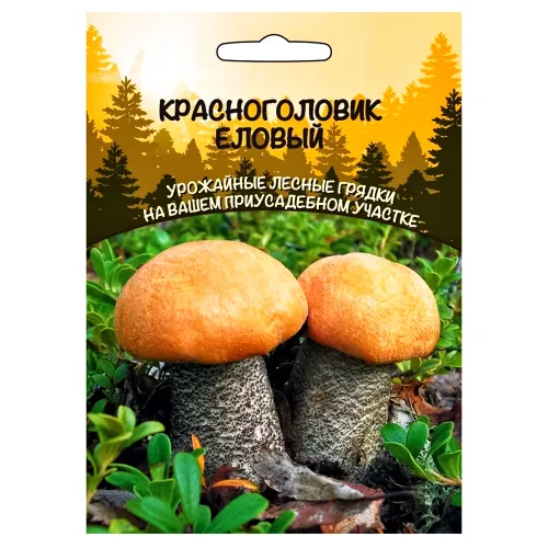 Красноголовик (подосиновик) еловый Уральский дачник