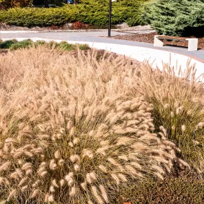 Пеннисетум лисохвостный Хамельн Голд