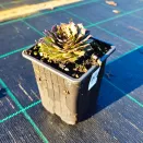 Молодило Роза Медхен № 2