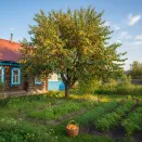 Абрикос ультраморозостойкий Хабаровский № 3