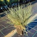 Овсяница сизая Элайджиан Блу № 4