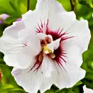 Гибискус сирийский Чайна Шифон № 1