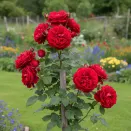 Роза штамбовая Красная Шапочка № 5