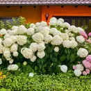 Гортензия древовидная Анабель № 1