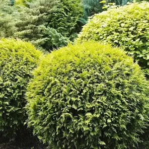 Туя западная шаровидная Голден Глоб