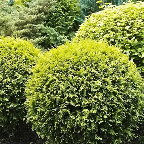 Туя западная шаровидная Голден Глоб